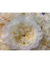 Garden rose White Cloud